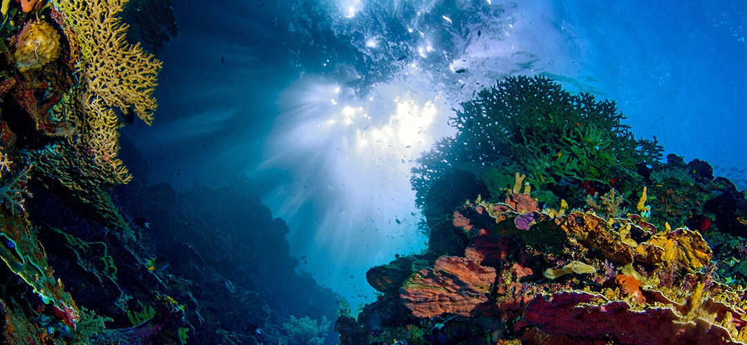Plongée à La Réunion : Découvrez les trésors cachés de l’océan indien