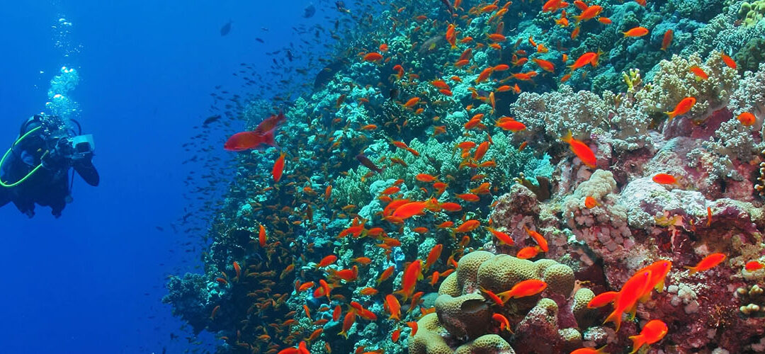 Baptême de plongée à La Réunion : votre première immersion inoubliable