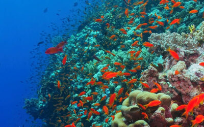 Baptême de plongée à La Réunion : votre première immersion inoubliable